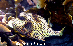 Taken with a canon. Spotted Trunkfish by Diana Brown 